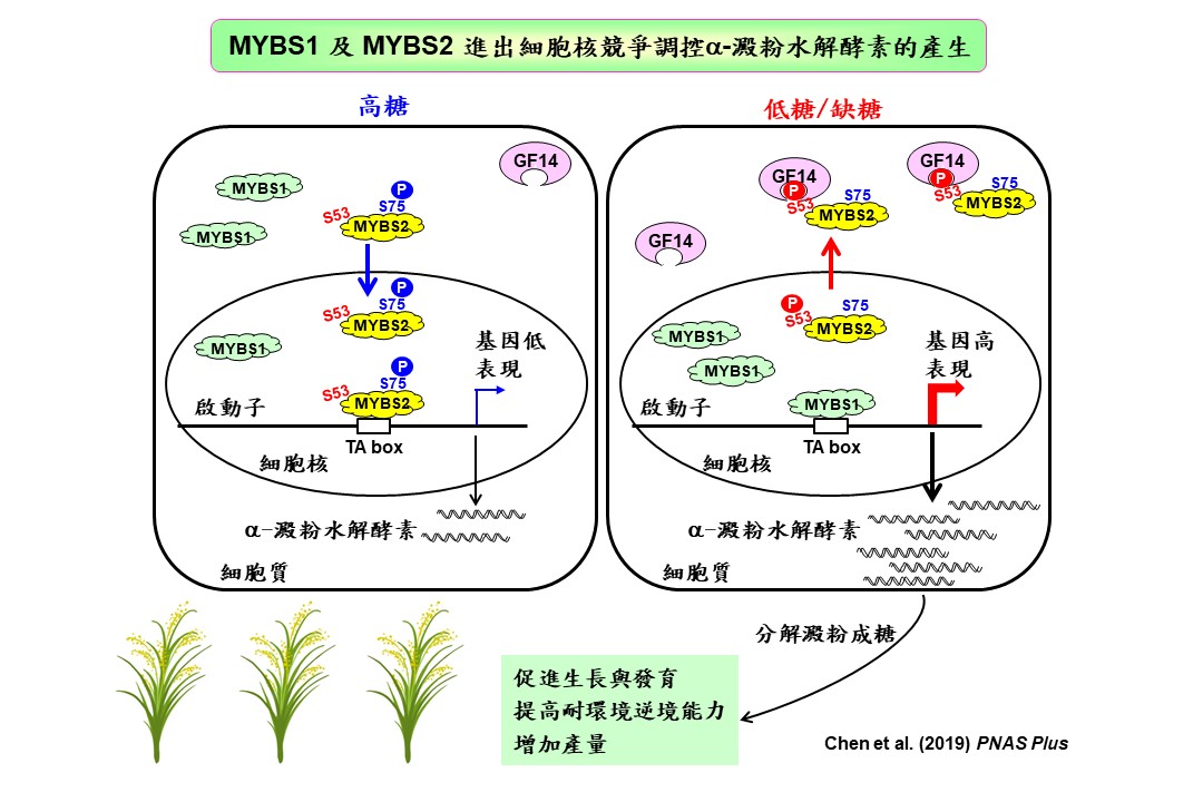 中研院發現平衡植物糖濃度的關鍵技術 改良水稻品種 抗氣候變遷！照片2